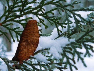 Quiet seasonal contrast, brown maple samara and green conifer needles 
