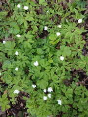 Spring forest flowers. Anemonoides nemorosa