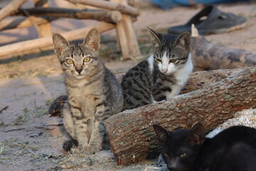 Curious Cats on Rustic Terrain: A captivating scene unfolds as two domestic kittens, showcasing their playful personalities. This charming image showcases the allure of the feline family.