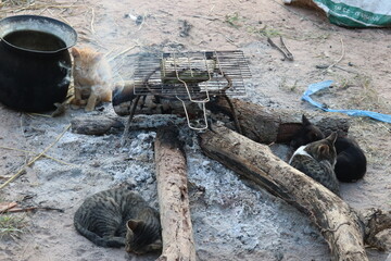 Campfire Scene: A collection of logs is arranged, holding a grill, hinting at a culinary experience in the heart of nature, while cats keep warm near.