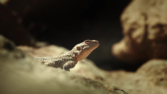 Detailed close-up of a lizard in a desert environment, showcasing textured skin, natural colors, and arid terrain. Perfect for nature, wildlife, desert ecosystem