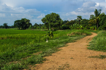 dirt road with green rice field in Thailand