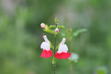 Salvia officinalis, Salvia officinalis, red and white flowers