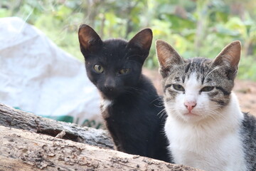 Charming feline duo: Two adorable cats, a sleek black cat and a tabby cat, sitting side by side, their expressions a study in feline charm.