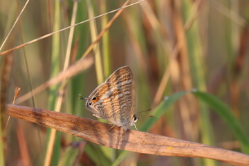 A Gentle Flutter in Sunlight: A delicate butterfly, adorned with intricate patterns, delicately rests upon a slender blade of dried grass, as sunlight gently caresses its wings.
