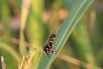 Striped moth resting on plant: Delicate moth with vibrant striped patterns, perched on blade, showcasing nature's intricate beauty. A moment of peaceful stillness amidst the wild.
