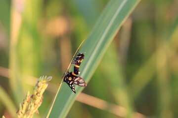 Insect Mating Ritual: Two Insects engaged in an intimate embrace on a blade of grass against a bokeh backdrop, celebrating their eternal life ritual.