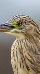 Squacco Heron Portrait - A Detailed Close-Up of a Birds Face.