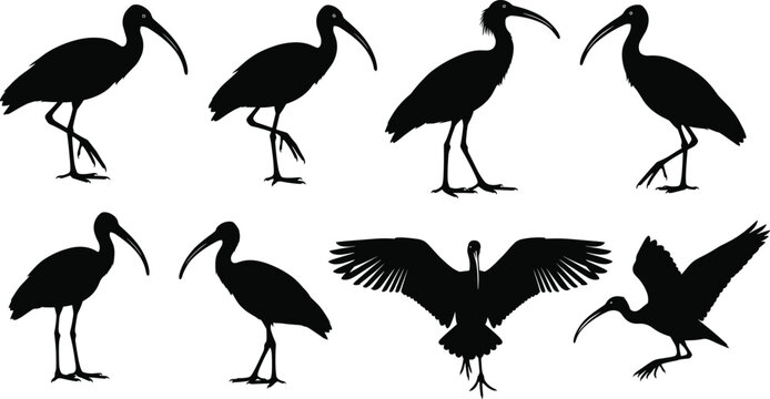Black ibis bird silhouette collection featuring various species in standing and flight poses with long curved beaks for nature and wildlife design.