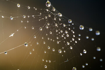 Spinnennetz mit Tautropfen 01