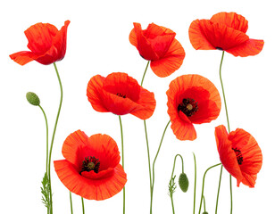 Fototapeta premium Red Poppy Flowers Isolated White Background Stock Photo 