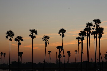 Palm Trees Silhouette at Sunset: An evocative image captures a line of palm trees silhouetted against a radiant sunset sky, evoking feelings of serenity and tropical landscapes. 