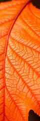 Close-up of a single, vibrant orange maple leaf showcasing intricate veins and serrated edges, a true autumn masterpiece,  macro,  color