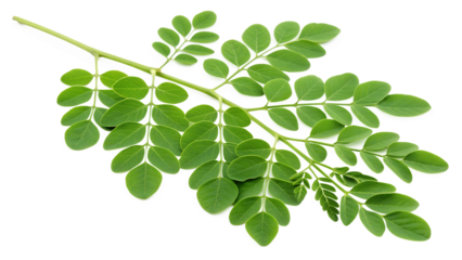 Fresh Vibrant Green Moringa Leaves isolated on transparent background