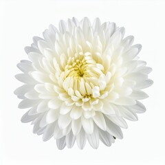 White Chrysanthemum Blossom Radiating Elegance on a Pure White Background Display