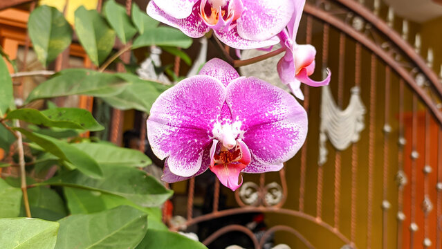 Phalaenopsis amabilis, commonly known as the Orchid exotica or moon orchid, is epihytic or lithophytic moth orchid or mariposa orchid in the family of Orchidaceae