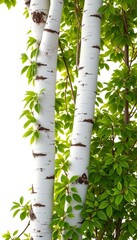 Elegant white birch, abundant green leaves, blank white space, organic form,  nature,  white