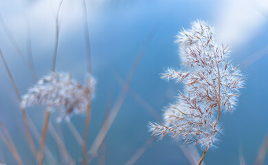 A close-up of feathery seed heads suspended against a soft blue aquatic background. The delicate filaments  evoke a sense of quiet contemplation, ideal for book covers in poetry, nature essays, or