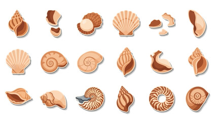 Fototapeta premium Variety of seashells on display.