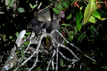 A Small-toothed Palm Civet sits on a branch in Asia, Malaysia.