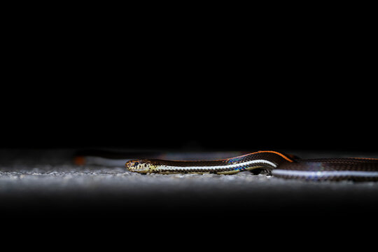 Banded Malayan Coral Snake lies on the ground with a black background (Calliophis intestinalis) in Malaysia, Asia.