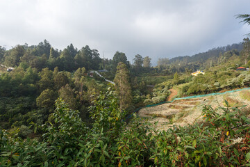 Ooty, das &auml;lteste Biosph&auml;renreservat des Landes und Teil der UNESCO-Weltnaturerbe-Westghats,  Wei&szlig;kohl Felder, Vegetation, Dunst, Kulturlandschaft
