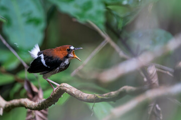 Fototapeta premium A Chestnut-naped Forktail calls with open beak from a little branch in Malaysia, Asia.