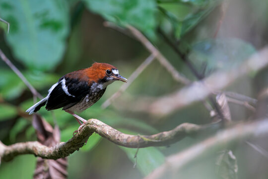 A Chestnut-naped Forktail from a little branch in Malaysia, Asia.