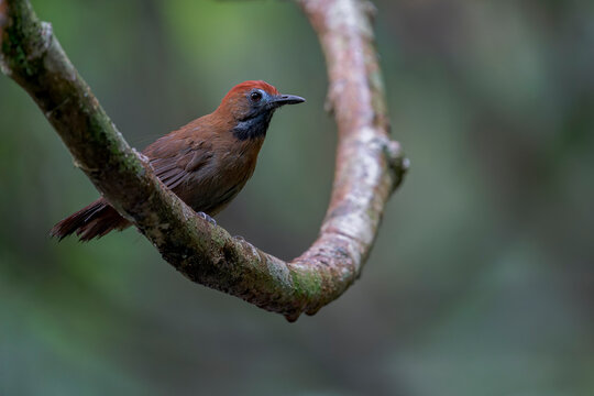A Fluffy-backed Tit-babbler sits on a curved branch in Asia, Malaysia.