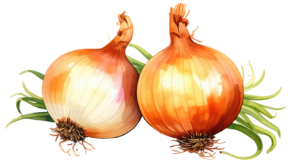 Watercolor illustration depicting two whole, ripe onions with textured brown skins, leafy green tendrils. Depiction against a transparent background