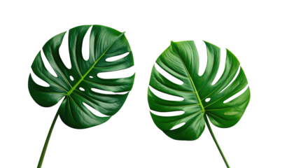 Two large, glossy green leaves, deeply lobed with holes, isolated on a stark black background, showcasing natural beauty