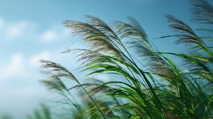 Grass swaying under blue sky