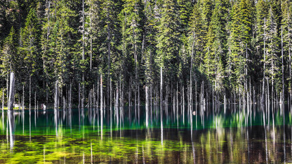 Obraz premium A dense forest of tall, thin trees is mirrored in the tranquil waters of a Blue Lake, creating a striking reflection. 