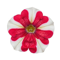 Vibrant red and white petunia bloom