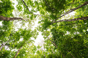 Low angle view of tall green trees canopy in a tropical forest