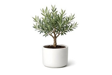 Minimal Olive Tree in White Ceramic Pot Isolated on White Background