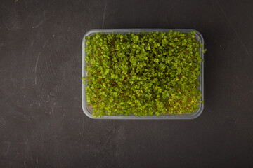 Fresh arugula microgreen sprouts in plastic container on black background. Organic plant germination. Superfood