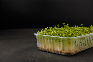 Fresh arugula microgreen sprouts in plastic container on black background. Organic plant germination. Superfood closeup, copy space