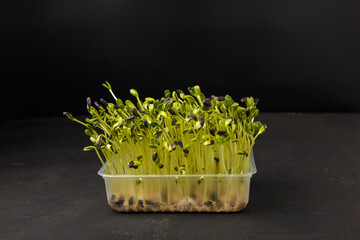 Sunflower microgreen sprouts in container on black background. Microgreens germination at home. Organic natural superfood. Closeup, copy space
