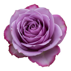 Single purple rose