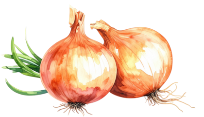 Watercolor illustration features two golden onions, one with visible roots, alongside vibrant green stalks