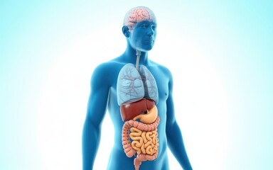 Detailed anatomical illustration of human internal organs from a frontal viewpoint.