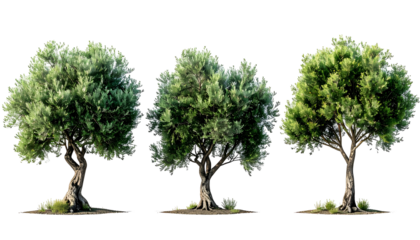 Three trees of varying leaf density and green hues on a transparent background