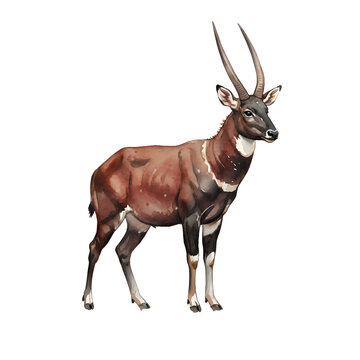 Bubal (a protected species)