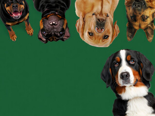Playful dogs peek into frame from above&mdash;some upside down&mdash;while a big pup gazes from the corner, all against a clean green background with generous copy space.﻿..