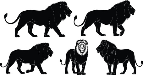 Black silhouette collection of majestic male lions walking and standing, African wildlife predator set, safari animal king vector illustration for nature design, © It's Majed Here