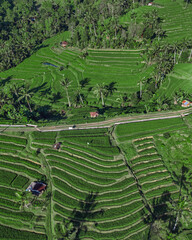 Aerial Intersecting Roads Over Rice Terraces, Showing Lush Green Paddies, Winding Lanes, Geometric Contours