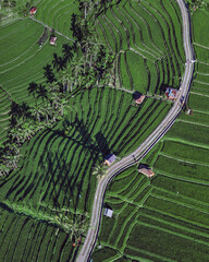 Aerial Intersecting Roads Over Rice Terraces, Showing Lush Green Paddies, Winding Lanes, Geometric Contours