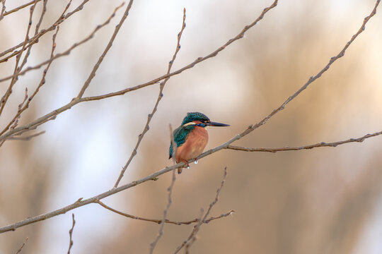 Kingfisher at Altm&uuml;hlsee lake in Winter