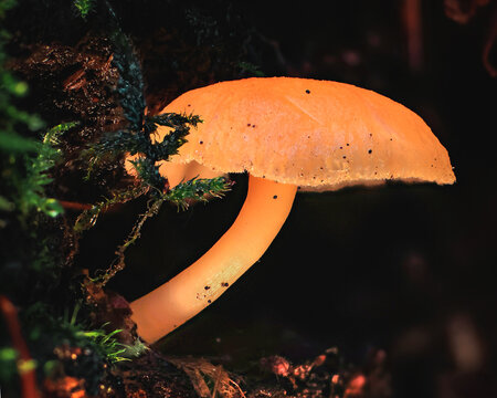Pacific Northwest Mushroom